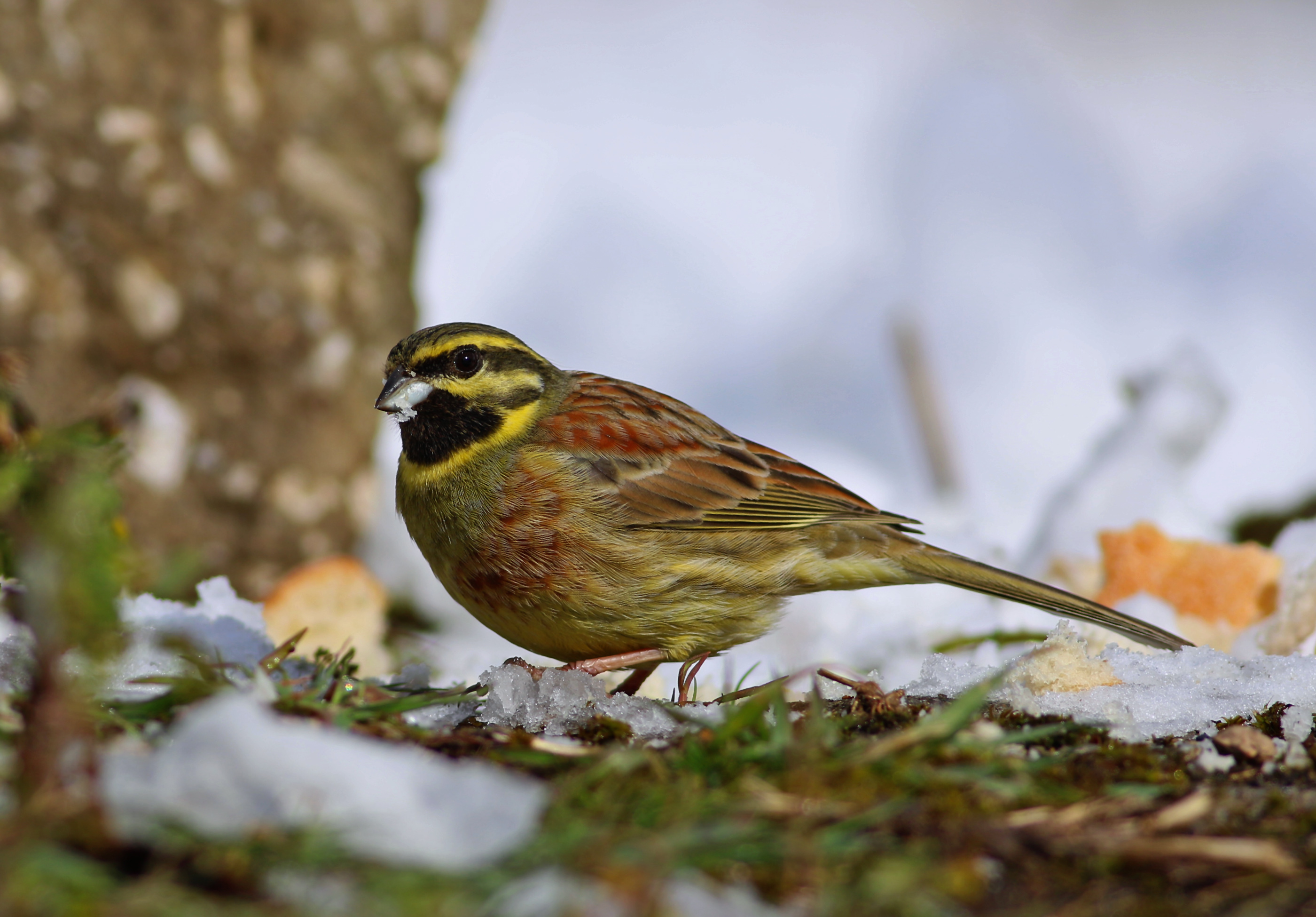 Cirl Bunting
